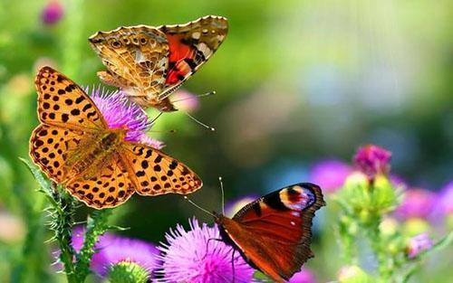 Schmetterlinge in den Garten locken