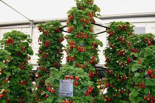 Erdbeeren in vertikalen Beeten