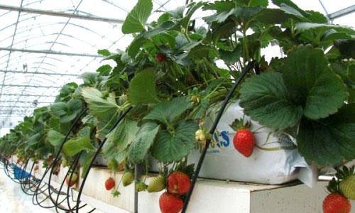 Erdbeeren in Behältern
