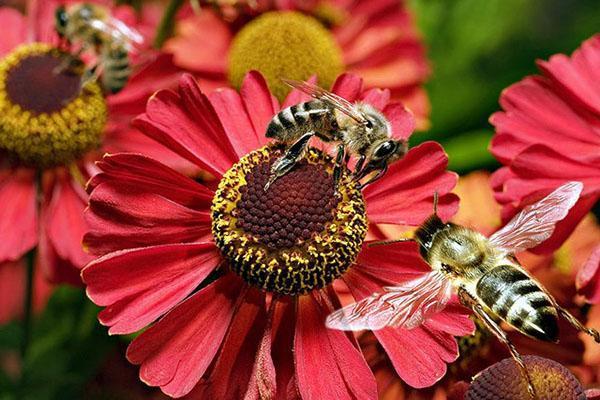 včely na záhonu