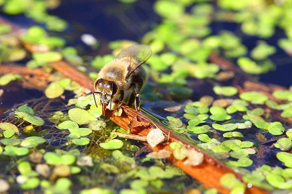 včela pije vodu