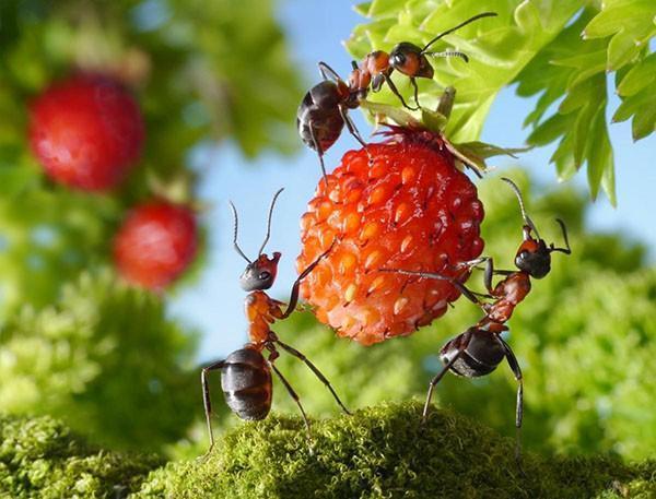 النمل في الحديقة وفي الأسرة
