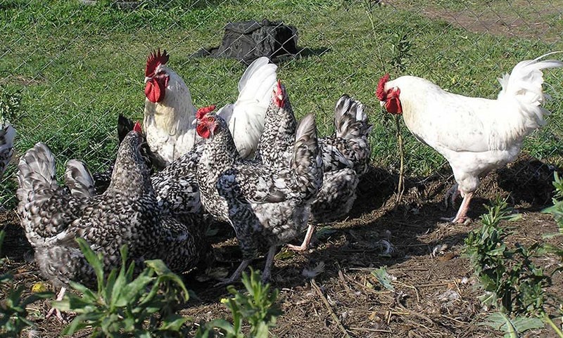 Hühner der Rasse Puschkin