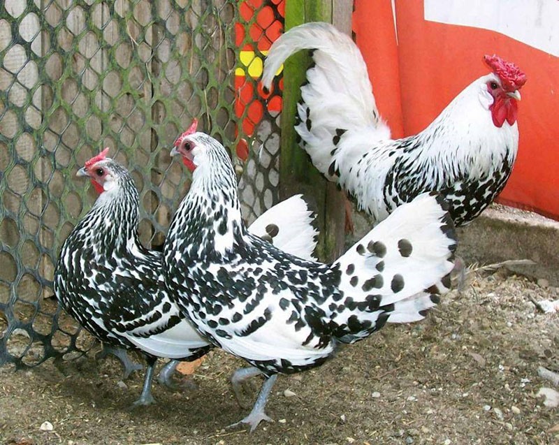 Hühner der Hamburger Rasse