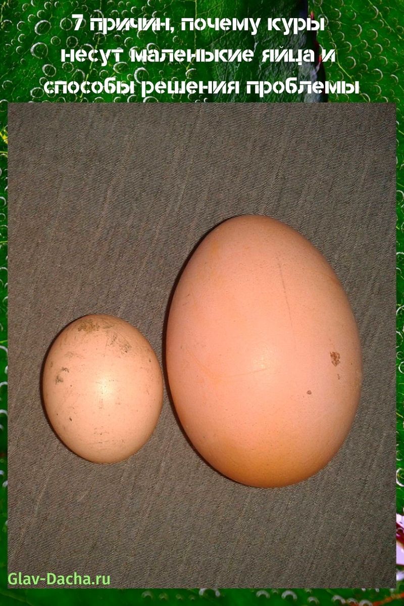 warum hühner kleine eier legen