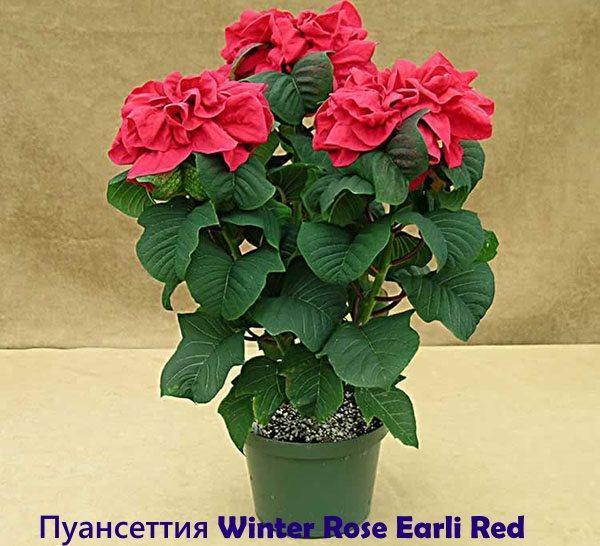 Poinsettia Winter Rose Early Red