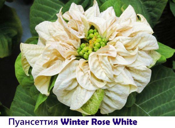 Poinsettia Winter Rose White