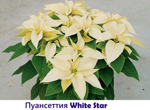 Poinsettia White Star