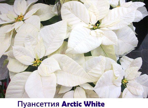 Poinsettia Arctic White