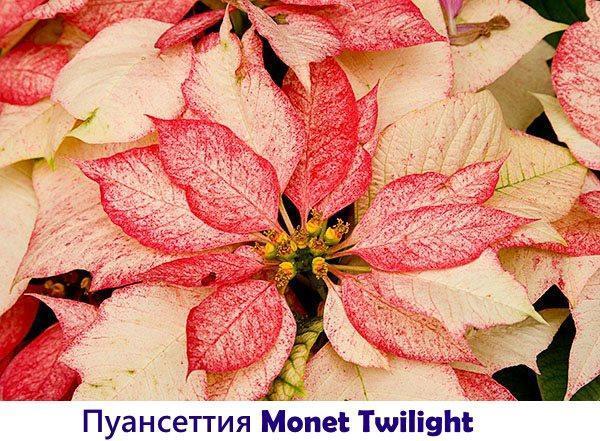 Poinsettia Monet Twilight