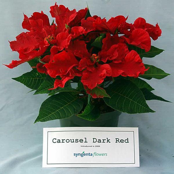 Poinsettia Carousel Dark Red