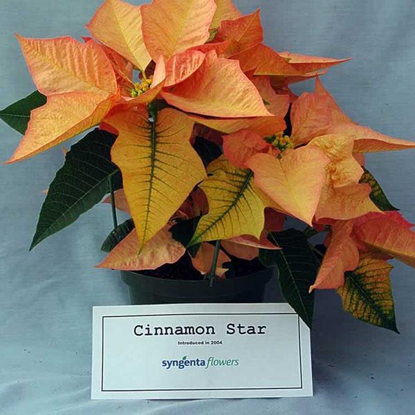 Poinsettia Cinnamon Star