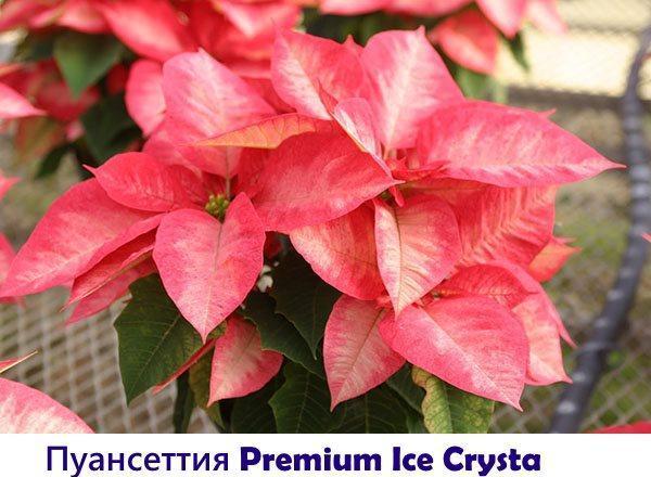 Poinsettia Premium Ice Crysta
