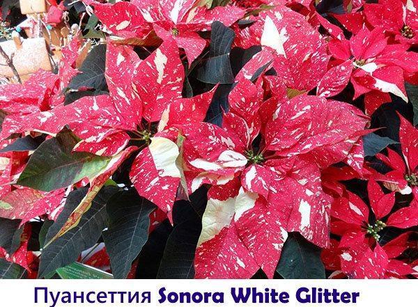 Poinsettia Sonora White Glitter
