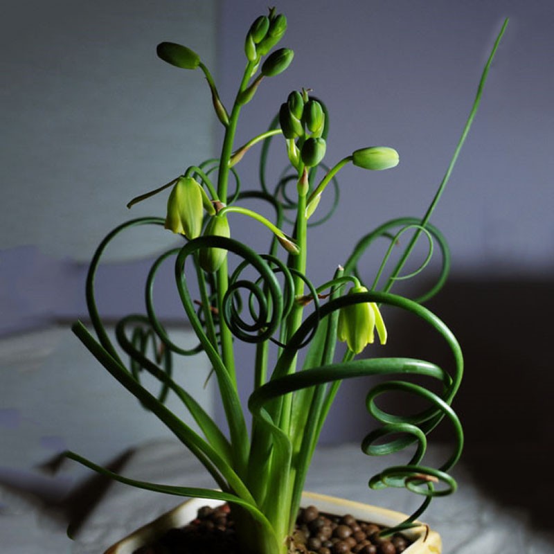 kvetoucí trachyandra