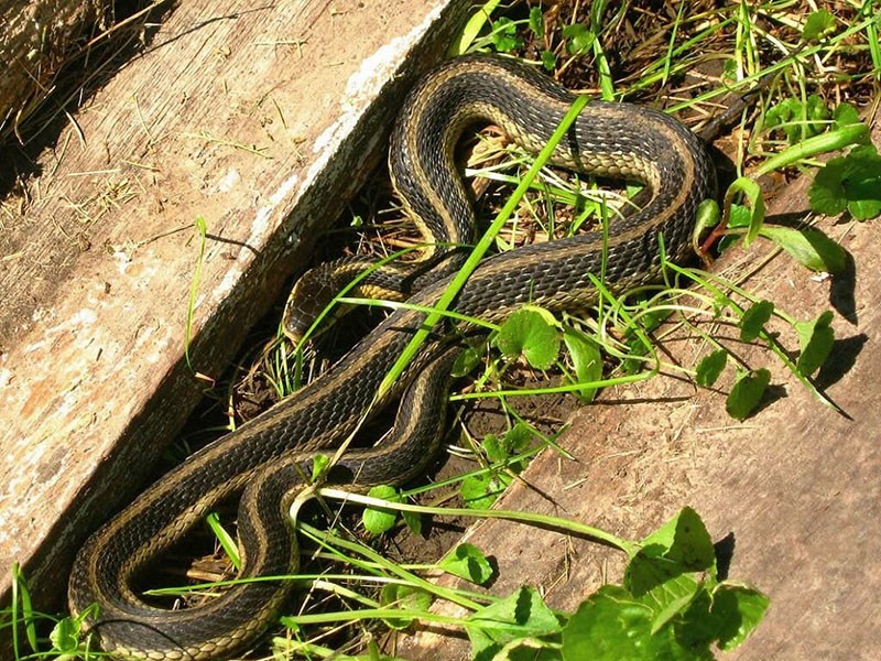 jak zahnat hady z letní chaty pomocí pastí