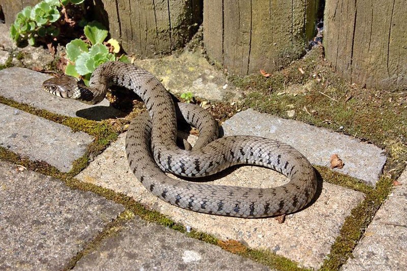 Schlangen in ihrem Sommerhaus