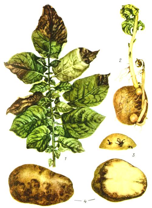 Houbové choroby brambor