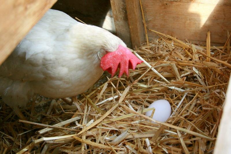 إنتاج البيض في طبقات