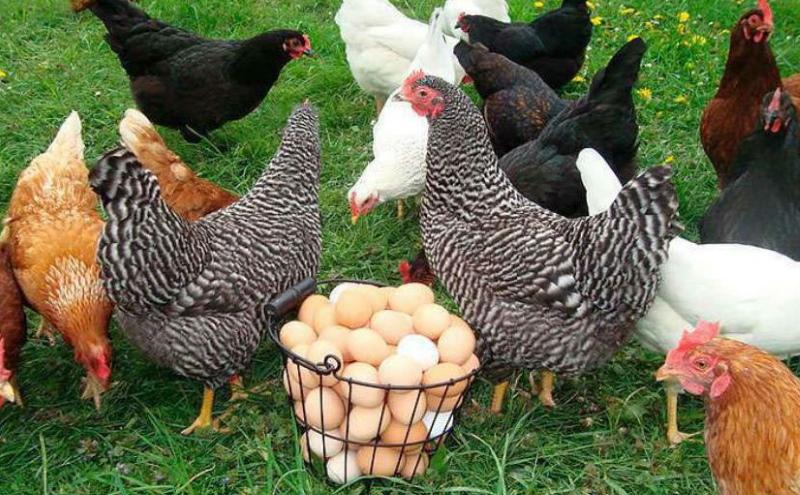 ما يؤثر على إنتاج بيض الدجاج البياض