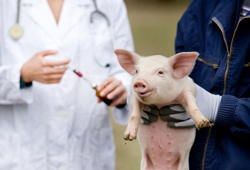 تطعيم الخنزير الصغير
