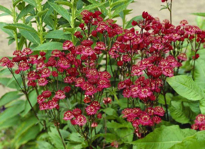 الزهور الحمراء من Astrania