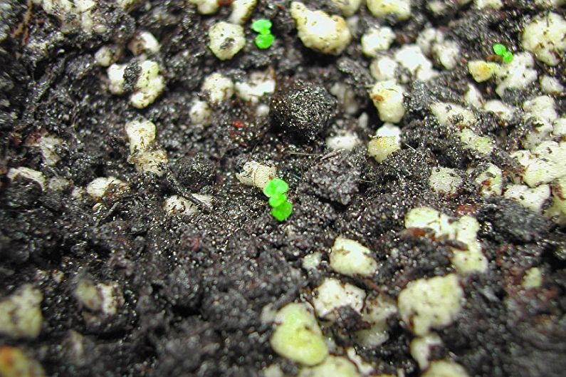 Reprodução de alocasia por sementes