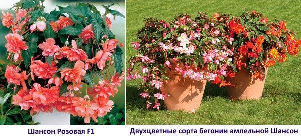 Odrůdy Begonia: Chanson Pink