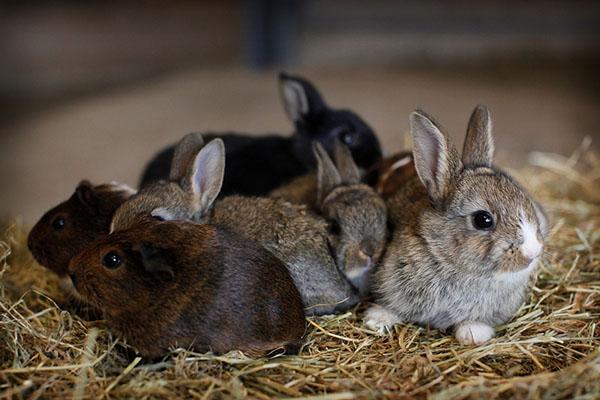Kaninchenbehandlung