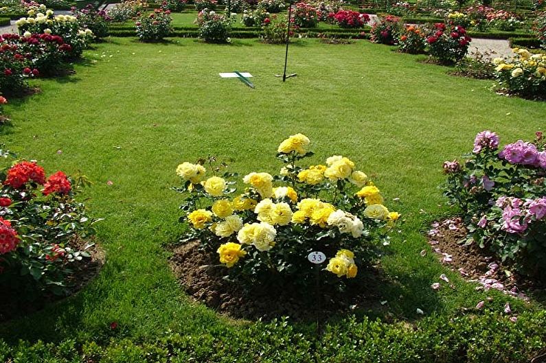 Cuidados com a rosa inglesa - fertilizantes e fertilizantes