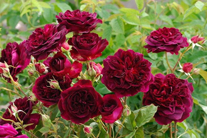 Tipos de rosa inglesa - William Shakespeare