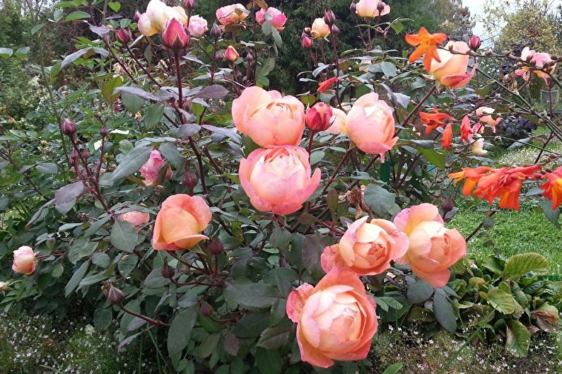 ורד אנגלי - צילום