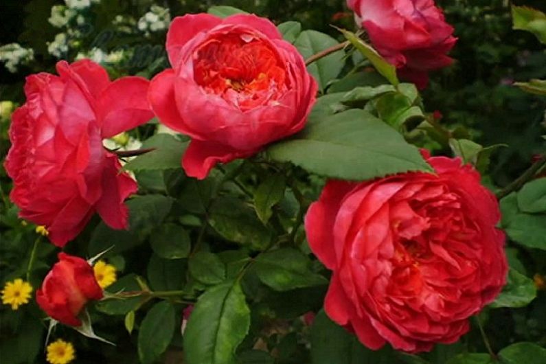 Typer engelsk rose - Benjamin Britten