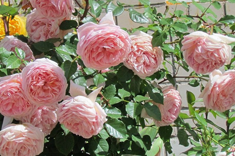 Typer av engelska rosor - Abraham Derby