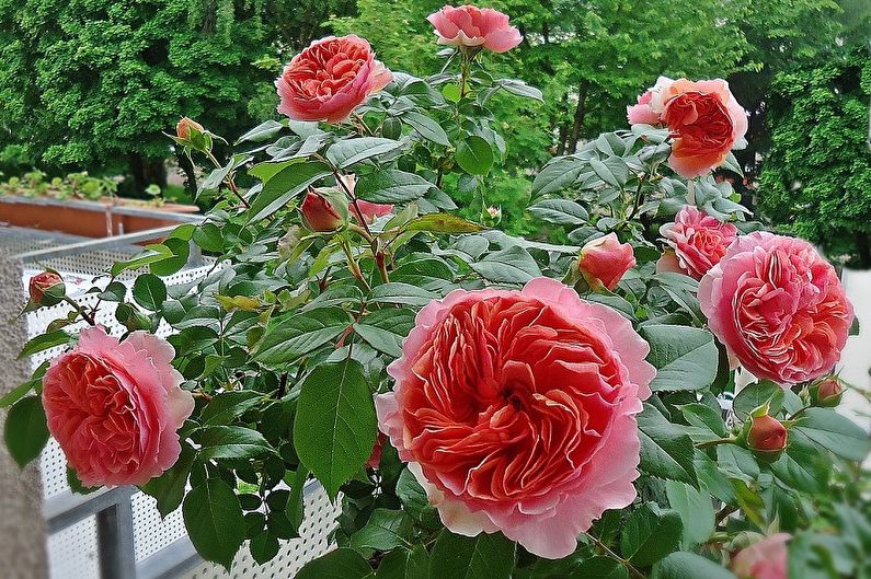 Anglická ruža - foto