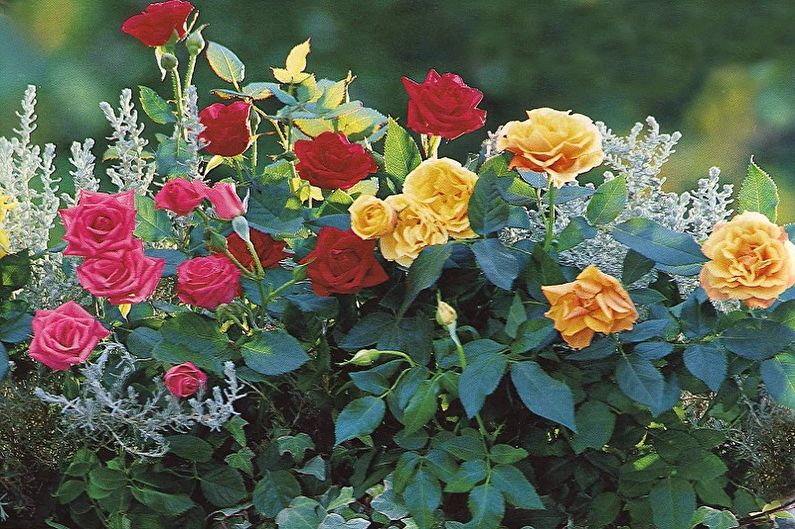 ורד אנגלי - צילום