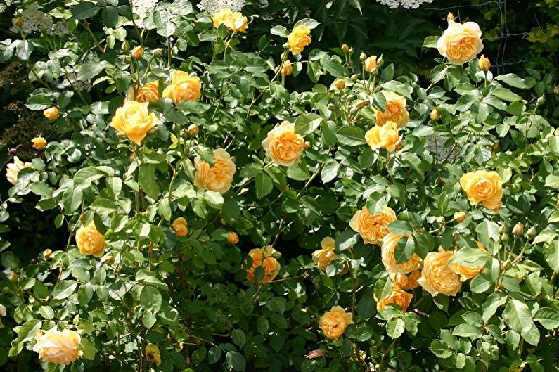סוגי ורד אנגלית - גרהם תומאס