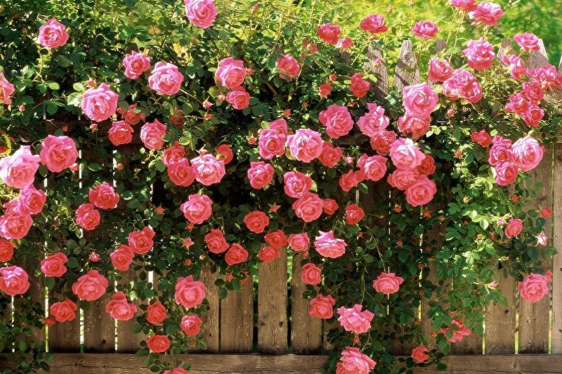 Rosa inglesa (85 fotos): tipos e variedades, cuidados