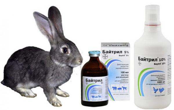 antibiotikum pro králíky