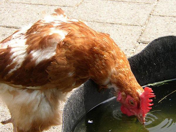 Hühner mit Baitril füttern