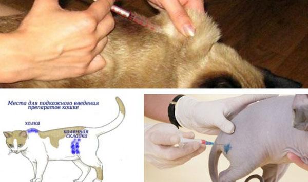 Injektionen für Katzen und Hunde