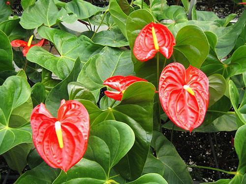 Scarlet Anthurium Květinové závoje