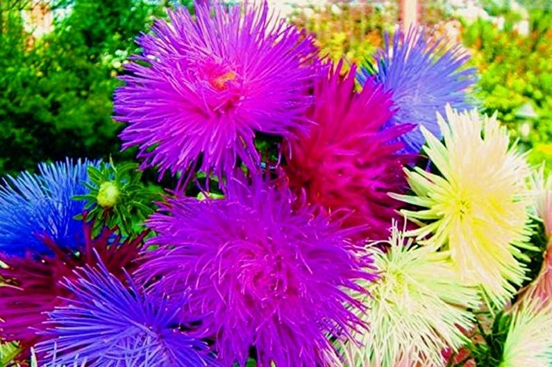 Asters anuales - Galaxy