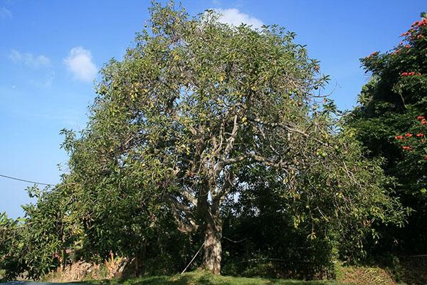 Avocadobaum in freier Wildbahn