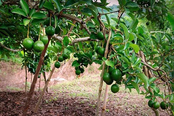 fruchtender Avocadobaum