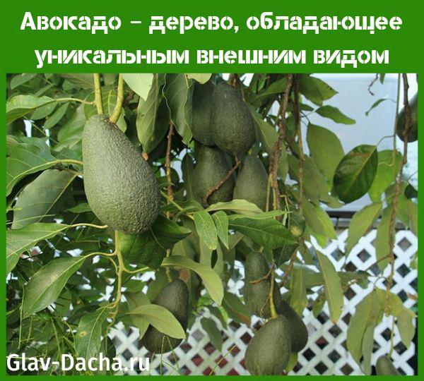 Avocadobaum
