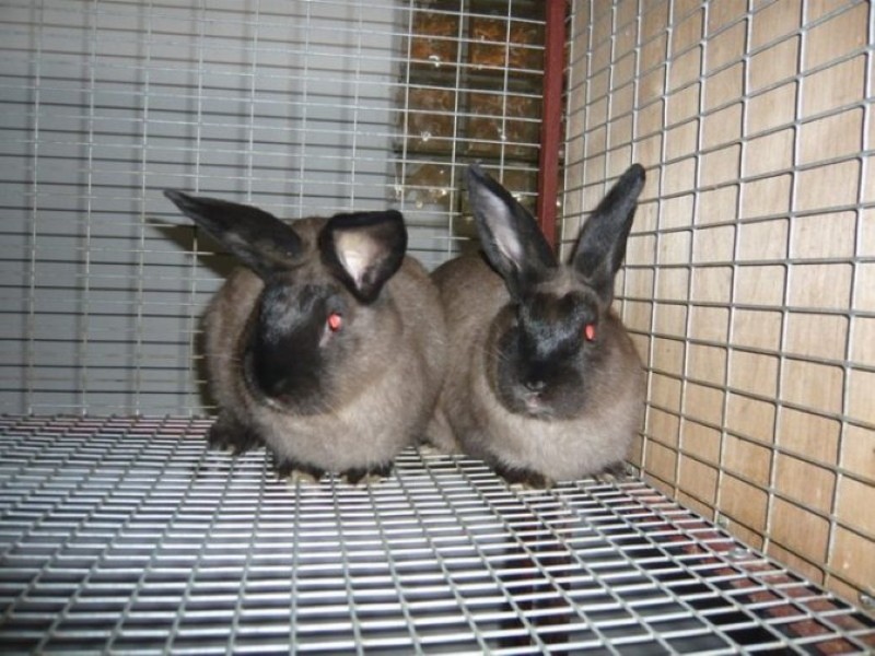Merkmale der Zucht von Kaninchenmardern