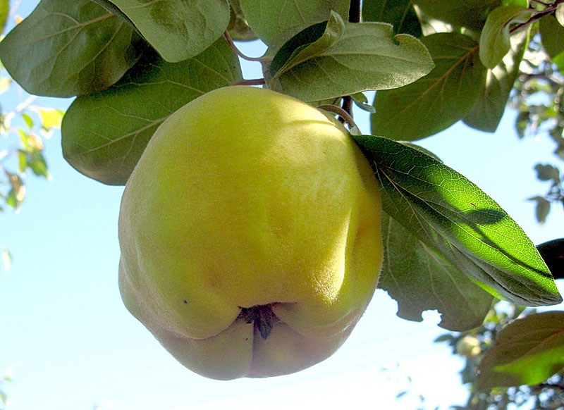 الفاكهة تشبه التفاح