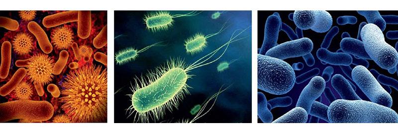 Kampf gegen pathogene Mikroorganismen