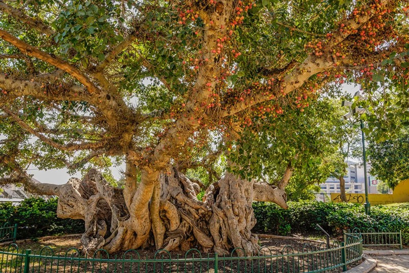 východoafrický strom sykimore